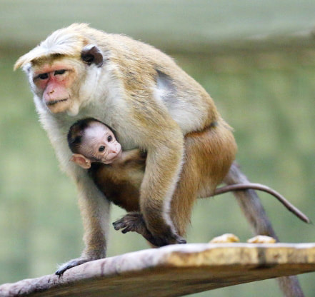 बंदरिया का बच्चा स्वयं अपनी माँ को पकड़ता है